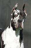 DOGUE ALLEMAND 643